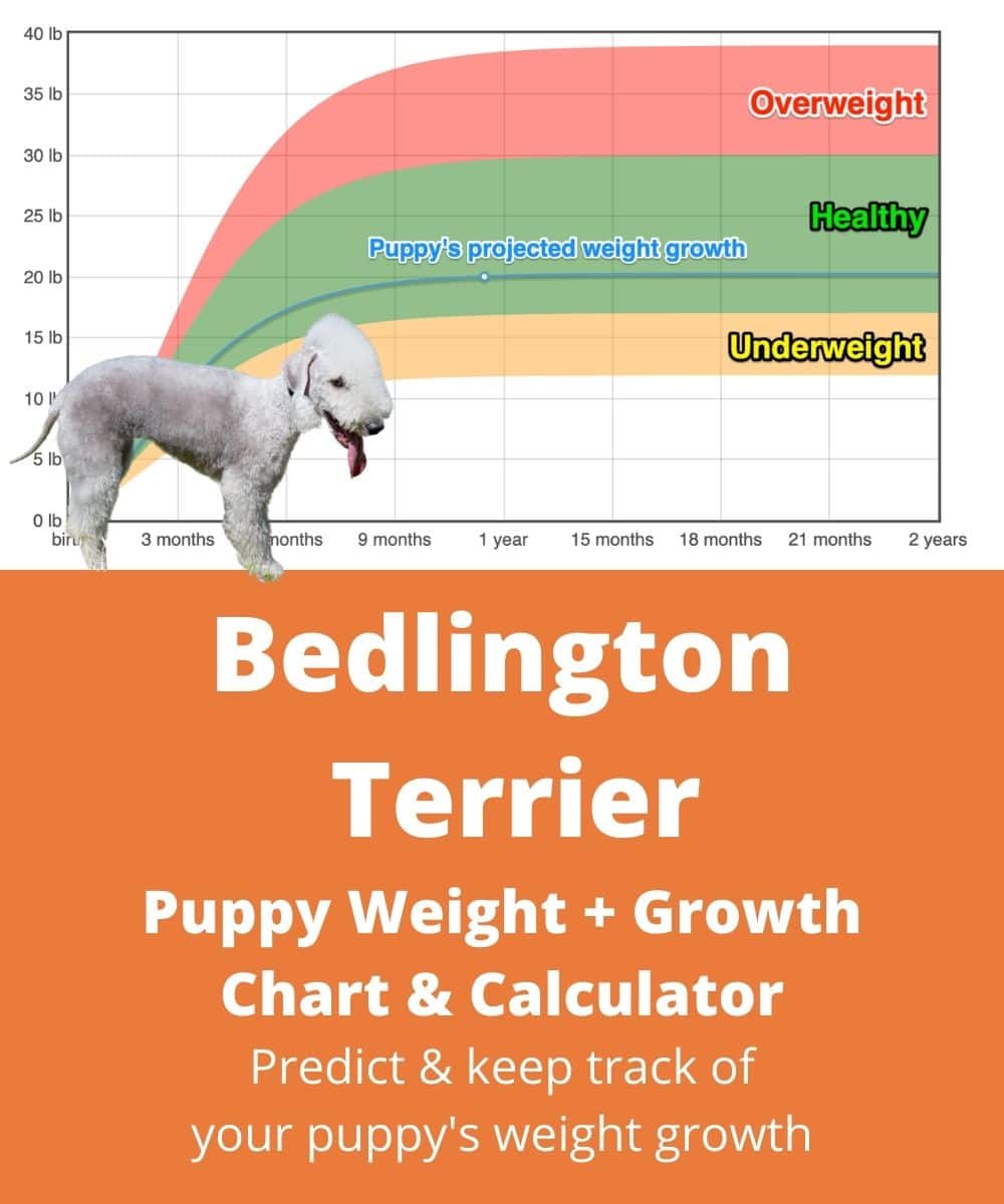 bedlington-terrier Puppy Weight Growth Chart